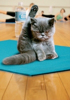 Cat Yoga Card