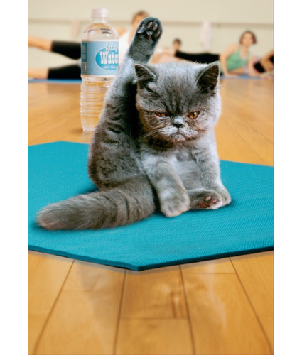 Cat Yoga Card