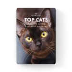 Top Cats Affirmation Box