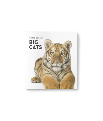 Big Cats Little Affirmaitons Book