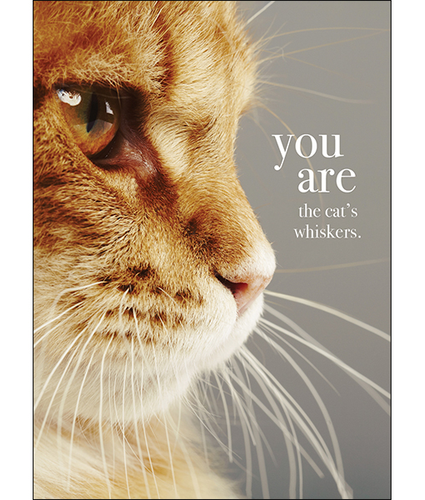 You are the Cats Whiskers Card